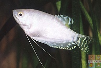 ГУРАМИ ОБЫКНОВЕННЫЙ БЕЛЫЙ размер M рыбка для аквариума/Trichogaster trichopterus var. 