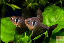 ОРНАТУС ЧЕРНЫЙ или ФАНТОМ ЧЕРНЫЙ размер M рыбка для аквариума/Hyphesspbrycon megalopterus/ 
