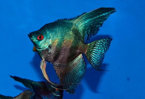  СКАЛЯРИЯ ПИНОЙ ГОЛУБОЙ КЛОУН размер M рыбка для аквариум/Pterophyllum scalare Pinoy/ 
