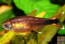 ТЕТРА МЕДНАЯ или ХАСЕМАНИЯ размер M рыбка для аквариум/Hasemania nana/ 