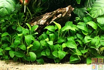 АНУБИАС БАРТЕРА НАНА размер.M растение для аквариума/Anubias barteri var.nana/
