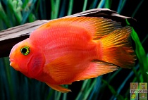 ПОПУГАЙ КРАСНЫЙ размер S рыбка для аквариума/Cichlid-Blood Red Parrot Purple/ 