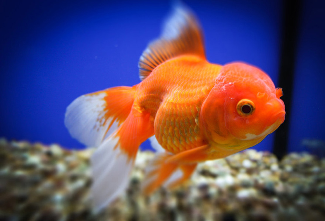 Аквариумная рыба золотая рыбка. Оранда львиноголовая. Золотая рыбка Оранда. Золотая Оранда красная. Золотая рыбка Оранда красная.