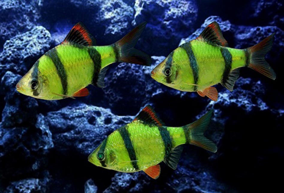 Зеленые аквариумные рыбки. Барбус суматранский зеленый. Барбус суматранский глофиш. Барбус суматранский гло. Барбус суматранский гло зеленый.
