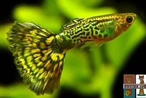 ГУППИ КОБРА ЭЕЛЕНАЯ.разм.M рыбка для аквариума/Guppy Cobra Poecilia reticulata var.Green/ 