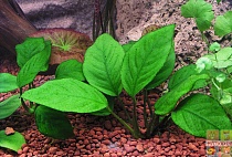 АНУБИАС БАРТЕРА ШИРОКОЛИСТНЫЙ рамер L растение для аквариума/Anubias barteri var."Broad lear"/