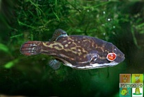 ТЕТРАДОН КРАСНОГЛАЗЫЙ или ИГЛОБРЮХ размер M рыбка для аквариума/Tetraodon Cannjtetraodon salivator/ 
