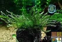 МОХ РОЖДЕСТВЕНСКИ или КРИСТМАС на камне растение.для аквариума/Christmas moss/