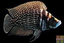 АЛЬТОЛАМПРОЛОГУС КАЛЬВУС БЛЭК размер S рыбка для аквариума/Altolamprologus calvus black/ 