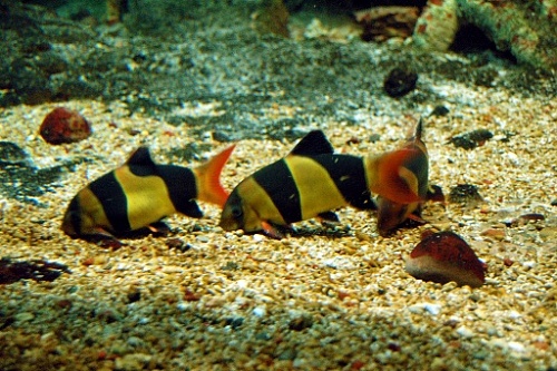  БОЦИИ-КЛОУН или МАКРАКАНТА размер S рыбка для аквариума/Botia macracantha Chromobotia macracfnthus/ 
