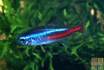 НЕОН синий размер S рыбка для аквариумa/Paracheirodon innesi/ 