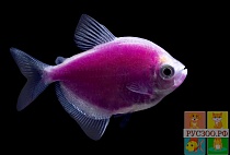 ТЕРНЕЦИЯ Glo Fish "ПУРПУР ГАЛАКТИКИ" размер M рыбка для аквариума/GLO Fisf purple/ 