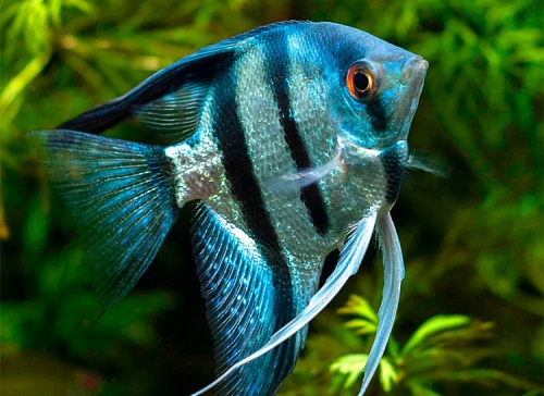  СКАЛЯРИЯ ГОЛУБОЙ БРИЛЛИАНТ раэмер.M рыбка для аквариум/ Pterophyllum angel diamont blue/ 