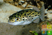 ТЕТРАДОН ЗЕЛЕНЫЙ или ПЯТНИСТЫЙ размер M рыбка для аквариума/Tetraodon nigroviridis/ 