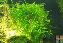 МОХ  ГИГАНСКИЙ ЮЖНАЯ АМЕРИКА размер M растение для аквариума/moss.sp.Giant Soufh America/