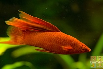 МЕЧЕНОСЕЦ КРАСНЫЙ СМОКИНГ размер L рыбка для аквариум/Xiphophoprus helleri Swordtail red tuxedo/ 