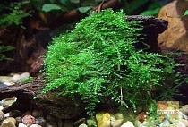 МОХ РОЖДЕСТВЕНСКИ или КРИСТМАС размер M растение для аквариума/Christmas moss/