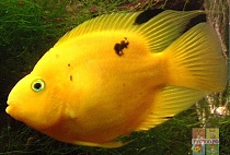 ПОПУГАЙ ЖЕЛТЫЙ размер M рыбка для аквариума/Cichlid-Parrot Yellow/ 