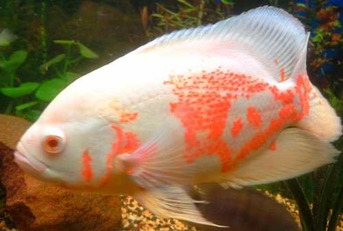  АСТРОНОТУС ТИГРОВЫЙ АЛЬБИНОС размер М рыбка для аквариума/Astronotus Tiger Albino Oscar/ 