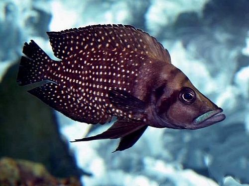  АЛЬТОЛАМПРОЛОГУС КАЛЬВУС БЛЭК размер S рыбка для аквариума/Altolamprologus calvus black/ 