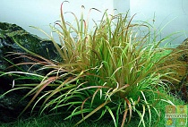 БЛИКСА ЯПОНСКАЯ размер M растение .для аквариума/Blyxa japonika/