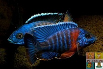 АУЛОНОКАРА КОРОЛЕВА НЬЯСА самец размер.M рыбка для аквариума/Aulonocara Nyassae/ 