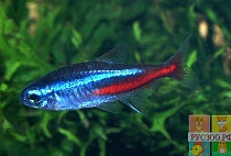 НЕОН синий размер M рыбка для аквариумa/Paracheirodon innesi/ 