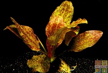 ЭХИНОДОРУС ОЦЕЛОТ КРАСНЫЙ размер M растение для аквариума /Echinodorus ozelot Red/