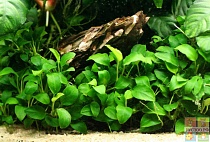 АНУБИАС НАНА ПЕТИТ размер M растение для аквариума/Anubias barten var.nana petit/