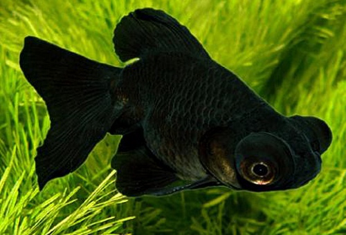  ТЕЛЕСКОП ЧЕРНЫЙ БАБОЧКА размер M рыбка для аквариума/Carassius auratus var.blek/ 