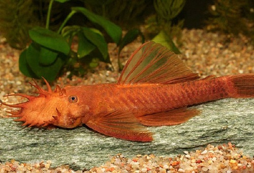  АНЦИСТРУС СУПЕР РЕД или КРАСНЫЙ размер М рыбка для аквариума/Ancistrus sp. Super Red/ 