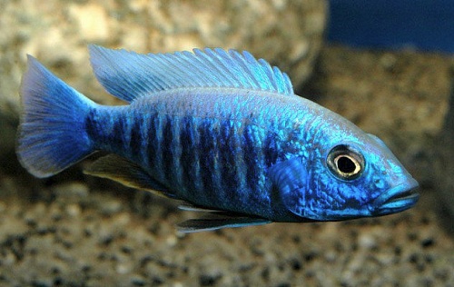 ХАПЛОХРОМИС ВАСИЛЬКОВЫЙ или ДЖЕКСОНА самец размер.L рыбка для аквариума /Sciaenochromis Fryeri/ 