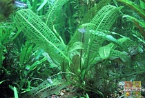 АПОНОГЕТОН МАДАГАСКАРСКИЙ размер M растение для аквариума/Aponogeton madagascariensis/