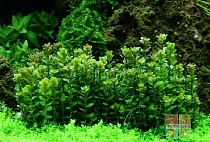 АММАНИЯ БОНЗАЙ размер M растение для аквариума/Ammania sp.Bonsai/