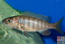 ХАПЛОХРОМИС ВАСИЛЬКОВЫЙ или ДЖЕКСОНА самка размер.S рыбка для аквариума /Sciaenochromis Fryeri/ 