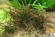 ЭХИНОДОРУС РУБРА в Вабикусе размер M растение для аквариума /Echinodorus tenellus ruba/