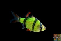 БАРБУС GLO FISH Суматранский размер S рыбка для аквариума/Barbus Glo Fisf/ 