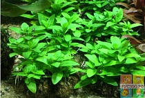 СТАУРОГИН БИХАР в Вабикусе размер M растение для аквариума/Staurogyne sp.Bihar/