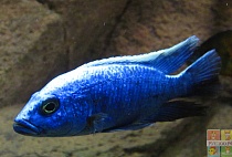ХАПЛОХРОМИС ВАСИЛЬКОВЫЙ или ДЖЕКСОНА самец размер.L рыбка для аквариума /Sciaenochromis Fryeri/ 