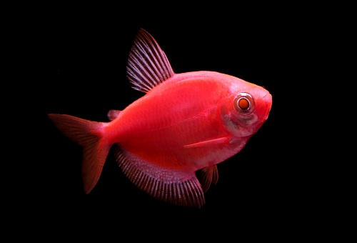 ТЕРНЕЦИЯ Glo Fish "КРАСНЫЙ ЗВЕЗДНЫЙ" размер M рыбка для аквариума/GLO Fisf Stafire Red/ 