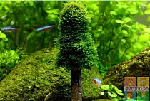 МОХ РОЖДЕСТВЕНСКИ или КРИСТМАС на палочке размер M растение для аквариума/Christmas moss/