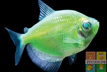 ТЕРНЕЦИЯ Glo Fish "ЗЕЛЕНОЕ ЭЛЕКТРИЧЕСТВО"размер M рыбка для аквариума/GLO Fisf super green ternetzi/ 