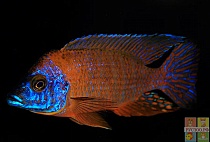 АУЛОНОКАРА КРАСНЫЙ ДРАКОН размер M рыбка для аквариума/Aulonokara sp.firefish/ 