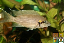  ПРИНЦЕССА БУРУНДИ размер M рыбка для аквариума/Neolamprologus brichardi/ 