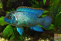 НАНОКАРА ЭЛЕКТРО БЛЮ НЕОН размер L рыбка для аквариум/Nannacara neon blue hybrid/ 