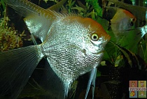 СКАЛЯРИЯ БРИЛЛИАНТОВАЯ БЕЛАЯ раэмер S рыбка для аквариум/Pterophyllum angel leopoidi scalare diamond 