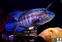  ЦИХЛАЗОМА ПЕРАХРОМИС ДОВИ размер L рыбка для аквариум/Parachromis dovii/ 