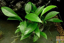 АНУБИАС КОПЬЕВИДНЫЙ рамер M растение для аквариума/Fnubias lanctolata/
