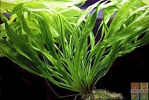 ЭХИНОДОРУС АФРИКАНСКИЙ размер M растение для аквариума /Echinodorus africanus/