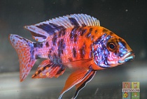 АУЛОНОКАРА МУЛЬТИКОЛОР размер S рыбка для аквариума/Aulonocara sp.Multicolor/ 